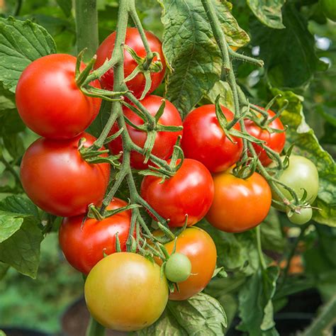 Tomato Standard Shirley F1 Seeds From Mr Fothergills