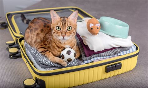 Should You Travel With Your Cat Or Leave It Home Vetster