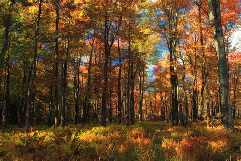 Autumn Tones 5 Northern Hardwood Forest Near Fritz Run Flickr