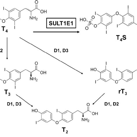 Pdf Estrogen Sulfotransferase Sult1e1 Its Molecular