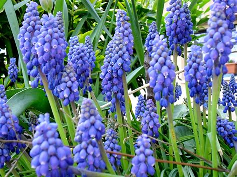Arbusti sempreverdi a foglia verde argentata e fiori a spiga blu, resiste bene al freddo, da piantare al sole o mezzombra. Hortus Italicus: Muscari armeniacum Leicht.