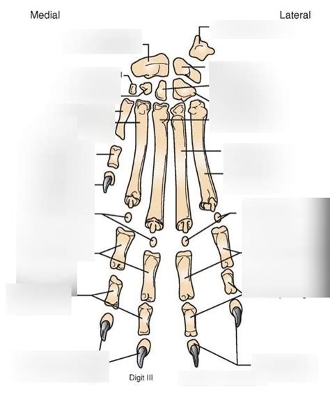 Metacarpal Bones Diagram Quizlet