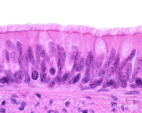 Ciliated Pseudostratified Columnar Epithelium Photograph By Jose Calvo