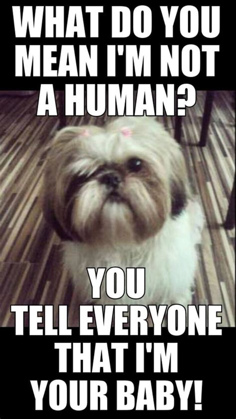 This Shih Tzu Should Be Human With Its Command Of The