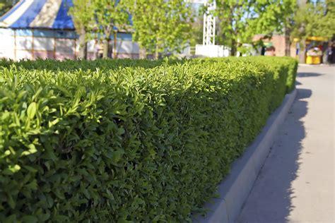 Buxus Hedge Growing Guides Daltons