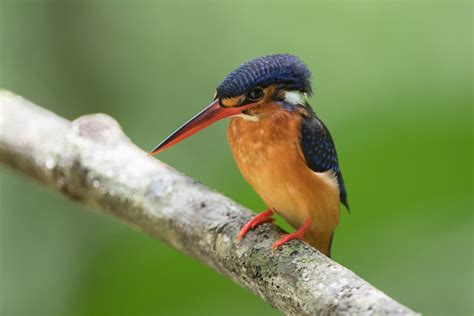 Blue Eared Kingfisherf Congkak Malaysia Mephotog Flickr