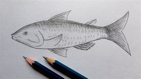 How To Draw A Fish Simple Pencil Sketch Pencil Sketch Drawing Mr