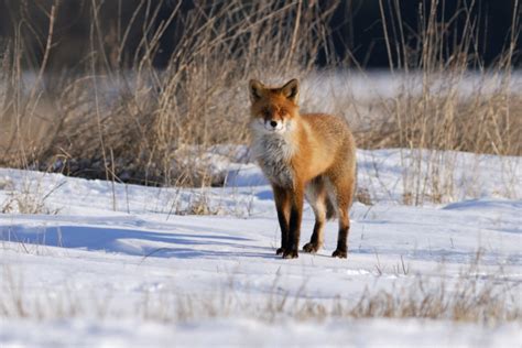 De Fotografii Cu Vulpi In Habitatul Lor