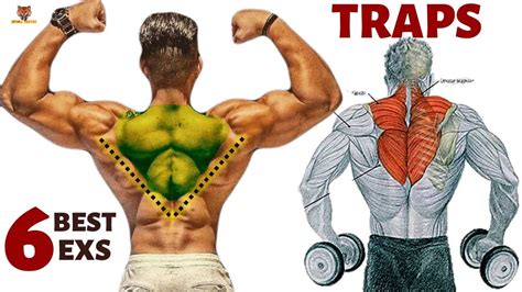 6 Best Traps Workout At Gym Les Meilleurs Exercices Musculation