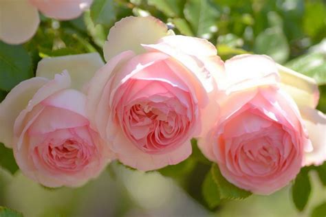 Tres Bellas Rosas De Color Rosa 68355