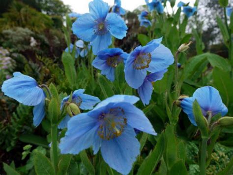Meconopsis betonicifolia - Himalayan Blue Poppy | World of Flowering Plants