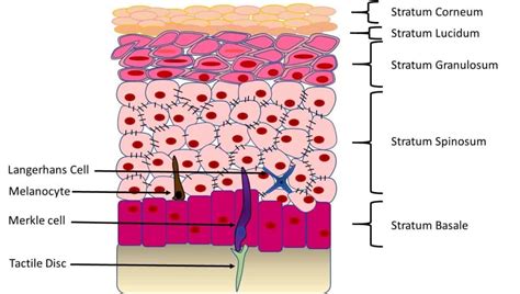 Cell Epidermis Layers Epidermis Structure Human Stock