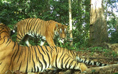 Protect The Endangered Malayan Tiger At Any Cost Free Malaysia Today