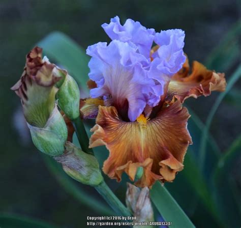 Tall Bearded Iris Iris Valley Of Dreams In The Irises Database