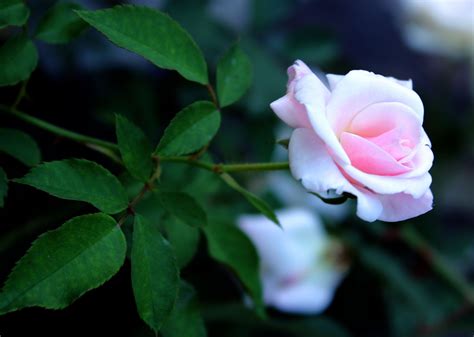 Baby Pink Rose 2 Free Stock Photo Public Domain Pictures