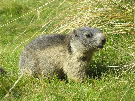 Free Images Grass Animal Wildlife Mammal Rodent Fauna Whiskers