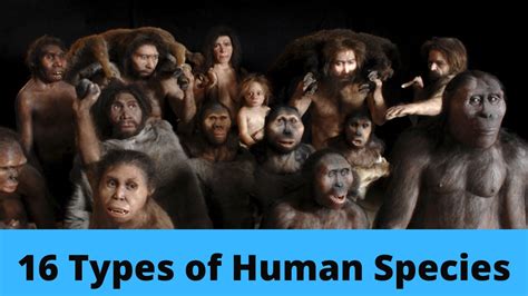 types of human species