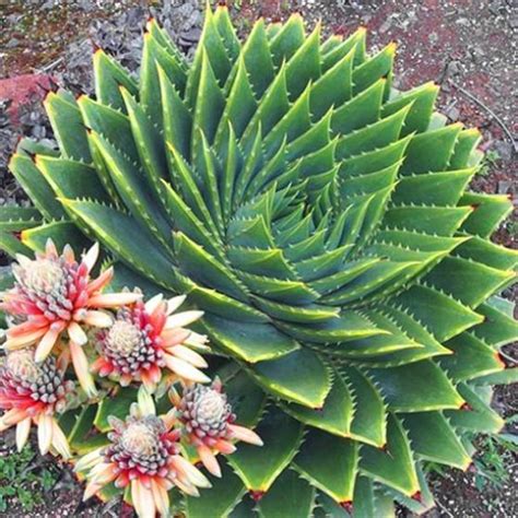 If you want you can pull them out of the soil when they are small and toss them in a smoothie. Aloe Polyphylla - Spiral Aloe - Smart Seeds Emporium