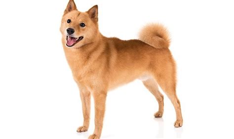 Finnish Spitz Incredible Facts Dogsdrill