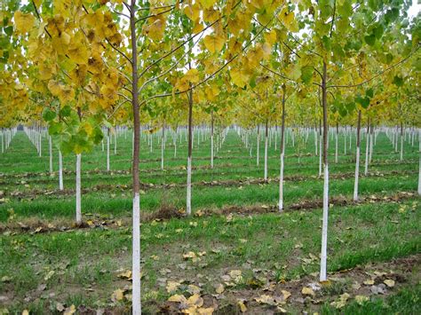 10 Fast Growing Shade Trees To Plant In Your Yard Tentree®