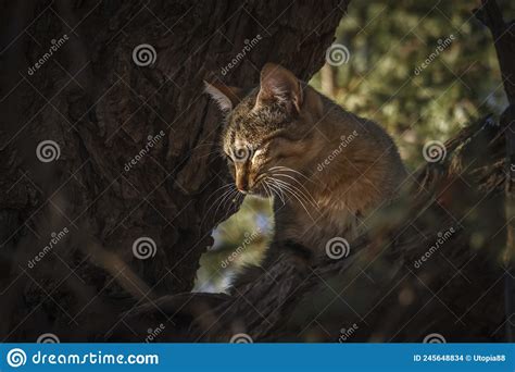 Southern African Wildcat In Kgalagadi Transfrontier Park South Africa