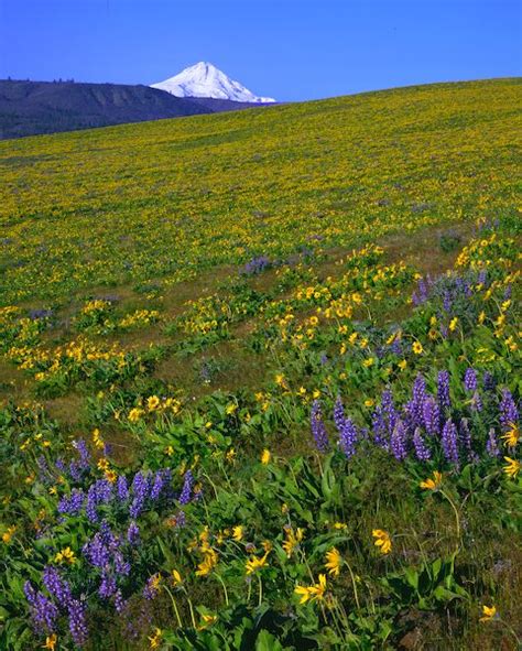 Photo Of Mt Hood And Wildflower Meadow In The Columbia River Gorge