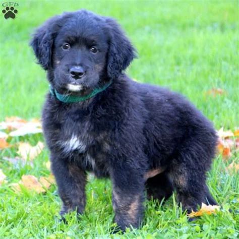 Do bernese golden mountain dogs have any health issues? Kerwin - Bernese Golden Mountain Dog Puppy For Sale in Pennsylvania