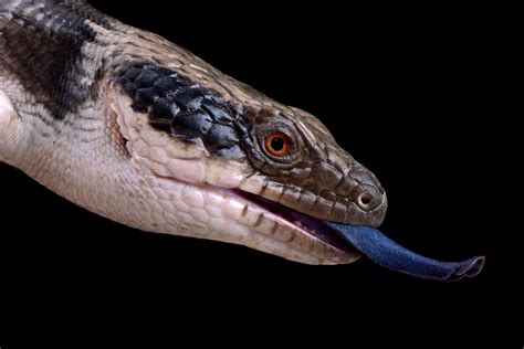 Blue Tongue Skink Care The Complete Guide Reptile Advisor