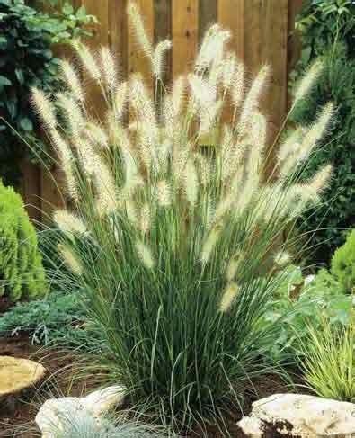 The tall, billowy grasses create a flowing look in the yard without the need for mowing. Pin by Chris Crory on Outdoor Dreams | Grasses landscaping ...