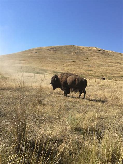 Bison Yellowstone Buffalo Free Photo On Pixabay
