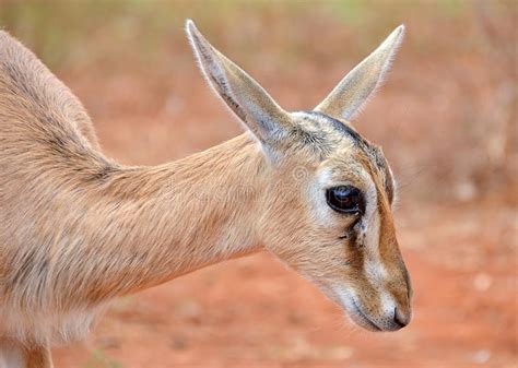 Cute Baby Antelope Head Closeup Stock Image Image Of Game Background
