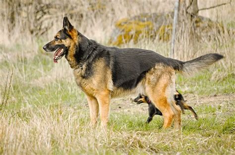 How Fast Can A German Shepherd Run Prepare To Have Your Mind Blown Barklikemeow
