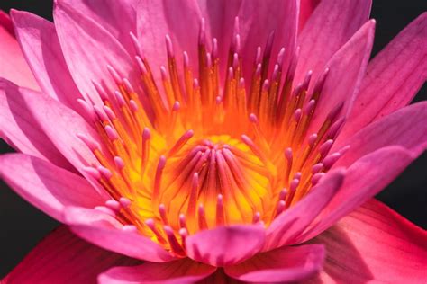 Lotus Flower Absolute Pink From Ahimsa Oils