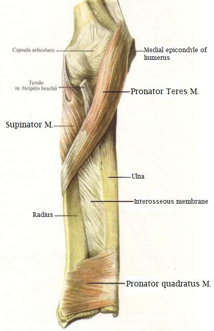 Science And Medicine Pronator Teres Muscle