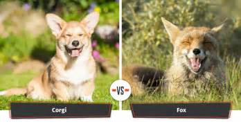 Dogs That Look Like Foxes 12 Foxy Dog Breeds