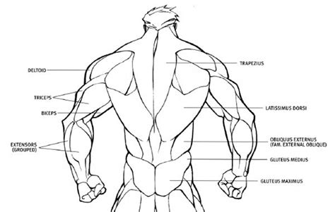In this section, learn more about the muscles of the. Image