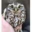 Frosty Little Owl Pays A Visit — Suffolk Sanctuary