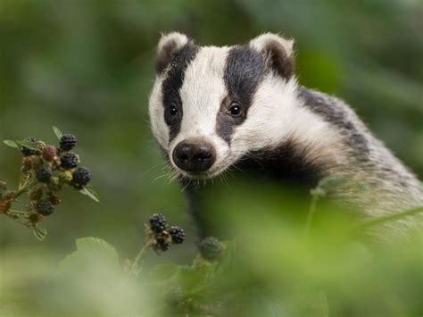Culling Badgers Actually Spreads Tb Latest Study Suggests The
