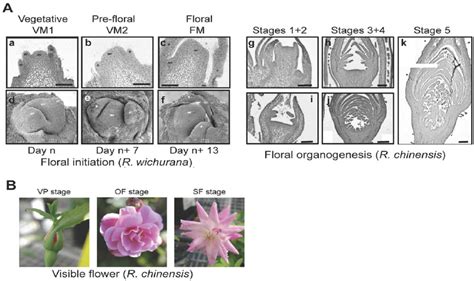 Rose Flower Development Stages A A To F Morphology Of The