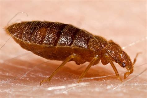 Dont Let The Bedbugs Bite In Fort Worth