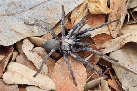 The 5 Biggest Spiders In California