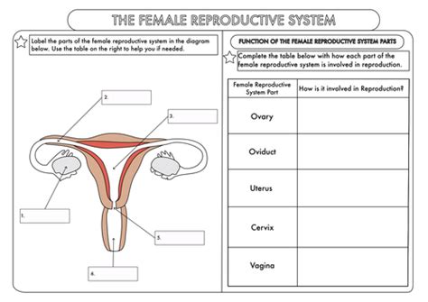 It is oval in shape and pink in colour. GCSE worksheets on Human Reproduction by beckystoke - Teaching Resources - TES