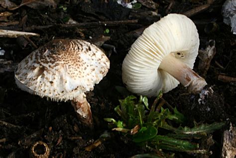 7 Of The Worlds Most Poisonous Mushrooms Britannica