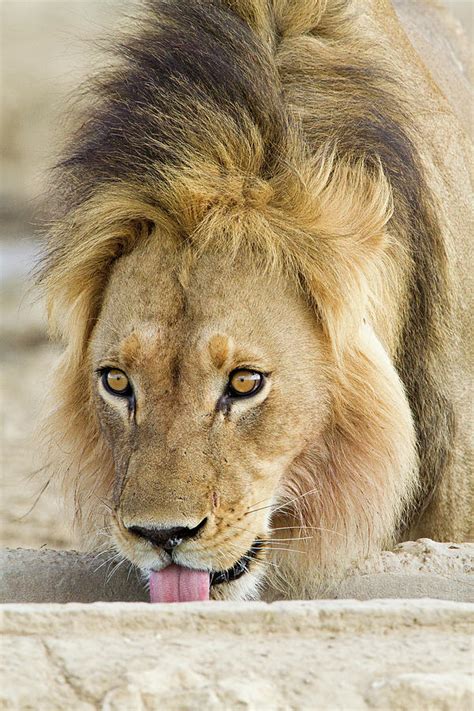 Male African Lion Head Shot Digital Art By Jack Weinberg Fine Art