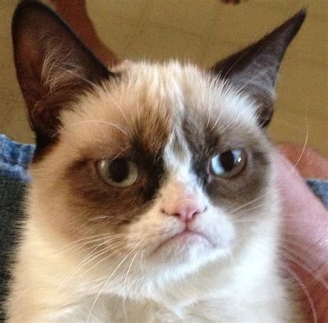 Grumpy Cat Memes No Image Memes At