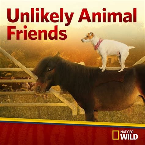 Unlikely Animal Friends Youtube