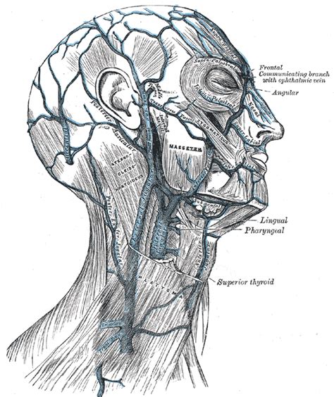The Veins Of The Head And Neck Anatomie Si Fiziologie