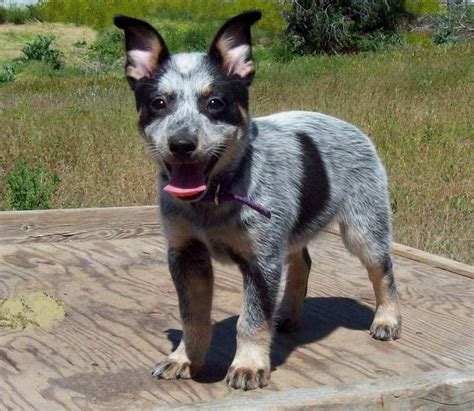 Pin On Heelers