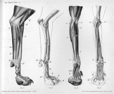 Pin on Animal and Creature Anatomy