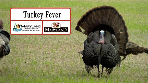 Turkey Fever Know Your Target And Beyond Maryland Department Of